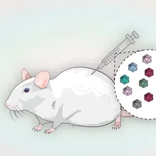 Illustration showing mouse being injected with AAV mixture Illustration showing mouse being injected with AAV mixture